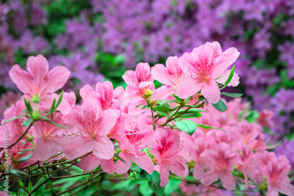 Pink azaleas in spring, close up Pink azaleas in spring, close up