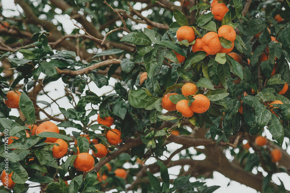 many tangerines growing on a tangerine tree in the garden