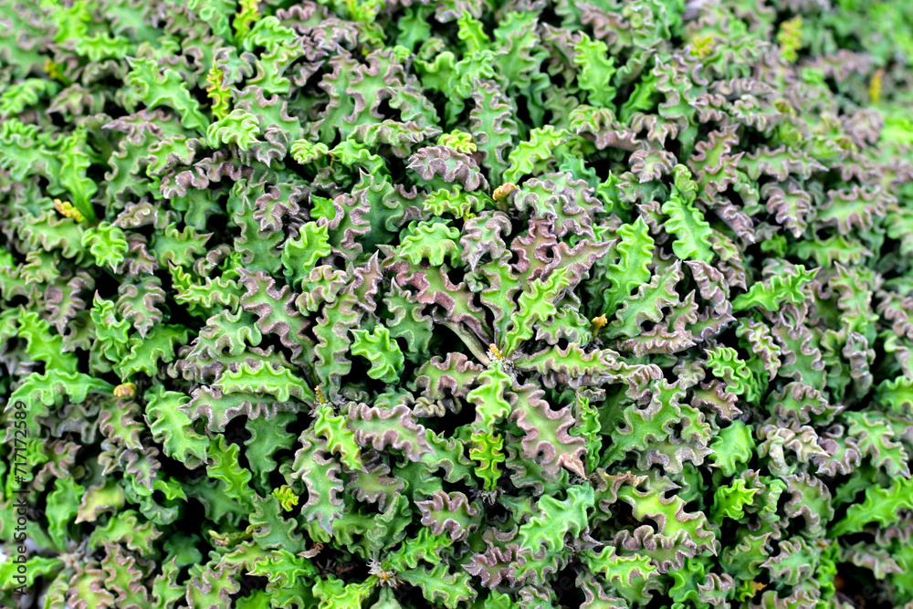 Euphorbia decaryi Guillaumin var. spirosticha Euphorbia decaryi Guillaumin var. spirosticha