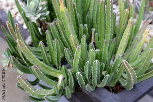 Beautiful cactus growing in a pot