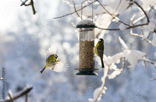 two birds flying towards feeder, wings wide open, (Parus caeruleus, Blaumeise, blue tit and great tit, Kohlmeise, Parus major) backlight, blurred background, snow, winter white and blue colours