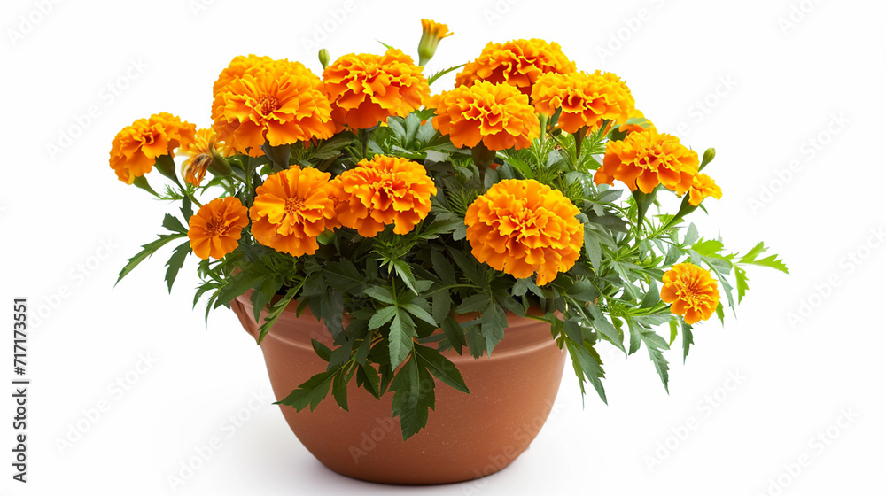 clay vase with marigolds on a white background