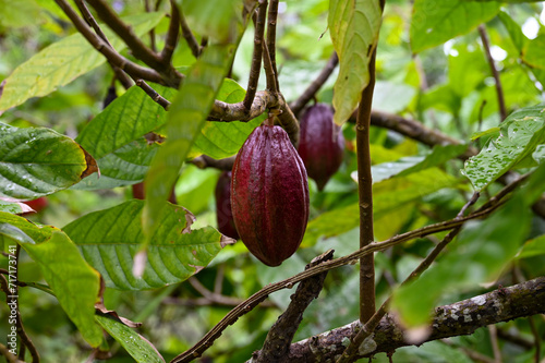 Kakaofrucht am Baum photo