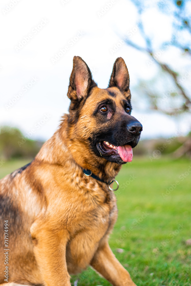 Vertical portrait of a German Shepherd with ears up and tongue out. The German Shepherd is the best companion dog. Vertical portrait of a German Shepherd with ears up and tongue out. The German Shepherd is the best companion dog.