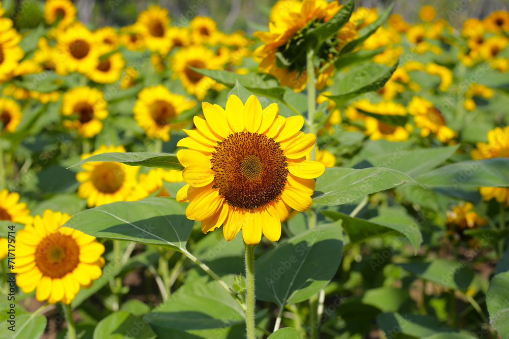 Obraz premium Blooming sunflower fields. Beautiful yellow flower