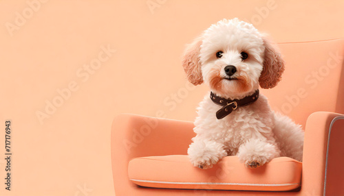 Frontal portrait of a cute Maltipoo on a peach colored Barcelona style armchair. Indoor image with Copy Space.