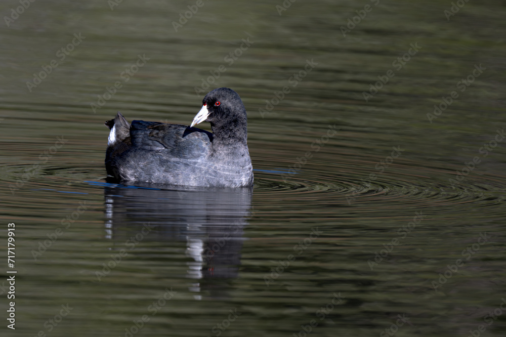 American coot (Fulica americana) in a Pond American coot (Fulica americana) in a Pond