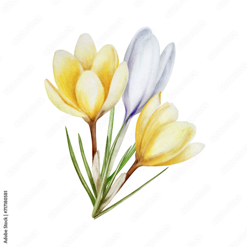 Naklejka premium Watercolor composition with yellow and white blooming crocus flower isolated on white background. Spring and easter botanical hand painted saffron illustration. For designers, wedding, decor