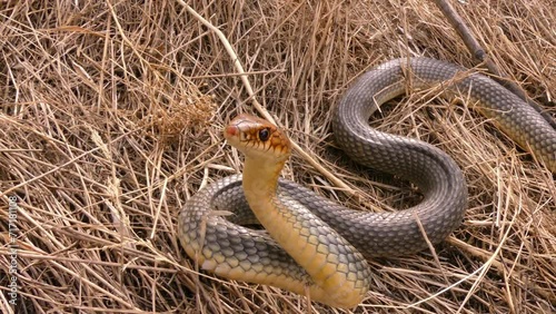 Europe's largest snake attacks. The Caspian whipsnake (Dolichophis caspius or Coluber caspius) 