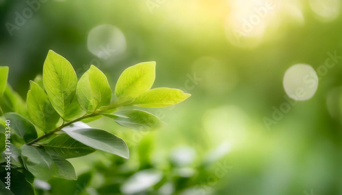 Green leaves wallpaper. Close up of nature view green leaf on blurred greenery background under sunlight.