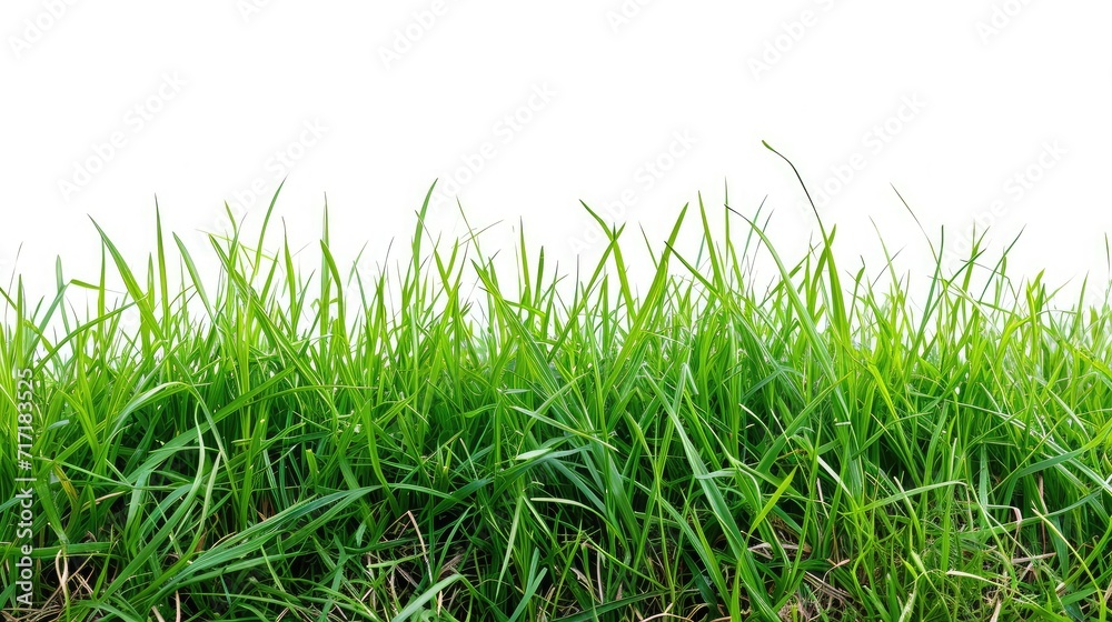 Fototapeta premium Isolated green grass on a white background