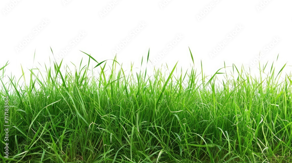 Isolated green grass on a white background