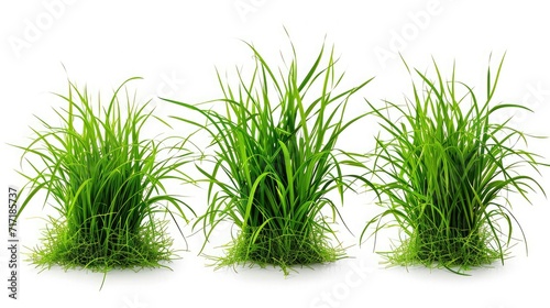 3 style fresh spring green grass isolated on white background