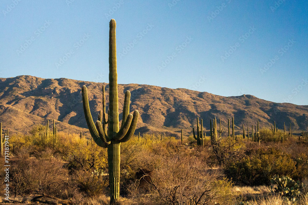 Giant saguaro cactus in the saguaro forest at Saguaro National Park in Arizona;  Vintage America, Wild West or Cactus Desert Background
