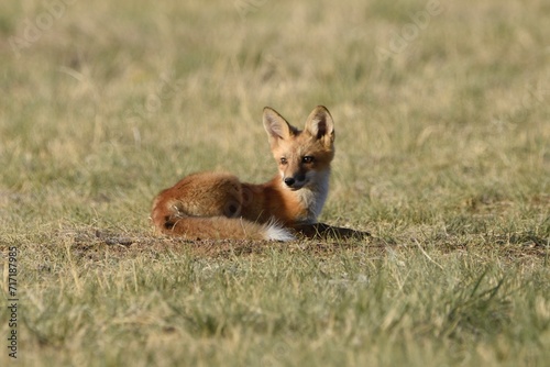 red fox cub