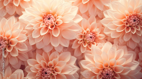 Background of pink dahlias © Рита Конопелькина