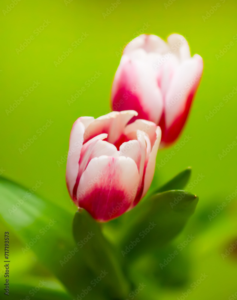 Tulips bouquet. Spring decor or present for International Women's Day, birthday, Mother's day.