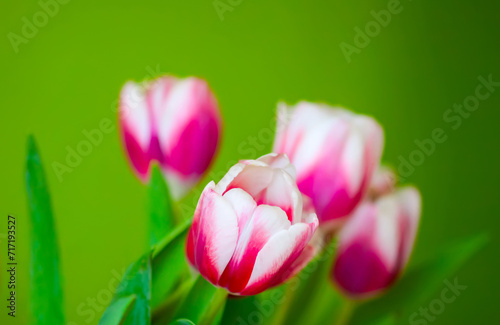Fototapeta Naklejka Na Ścianę i Meble -  Tulips bouquet. Spring decor or present for International Women's Day, birthday, Mother's day.