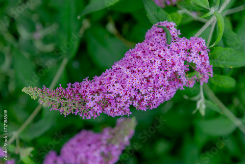 Selective focus of violet blue flower, Summer lilac (Vlinderstruik) Buddleja davidii, Butterfly-bush or Orange eye is a species of flowering plant in the family Scrophulariaceae, Nature background. photo