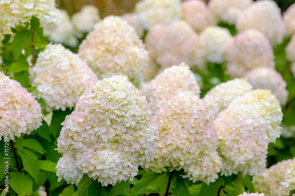Selective focus bushes of Hydrangea paniculata flower in the garden, White pink hortensia, Panicled hydrangea is a species of flowering plant in the family Hydrangeaceae, Natural floral background. Selective focus bushes of Hydrangea paniculata flower in the garden, White pink hortensia, Panicled hydrangea is a species of flowering plant in the family Hydrangeaceae, Natural floral background.