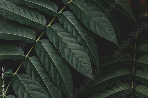 Wallpaper Mural Selective focus of green leaves with dark toned, Ailanthus altissima commonly known as tree of heaven, Ailanthus is a deciduous tree in the family Simaroubaceae, Nature greenery pattern background. Torontodigital.ca