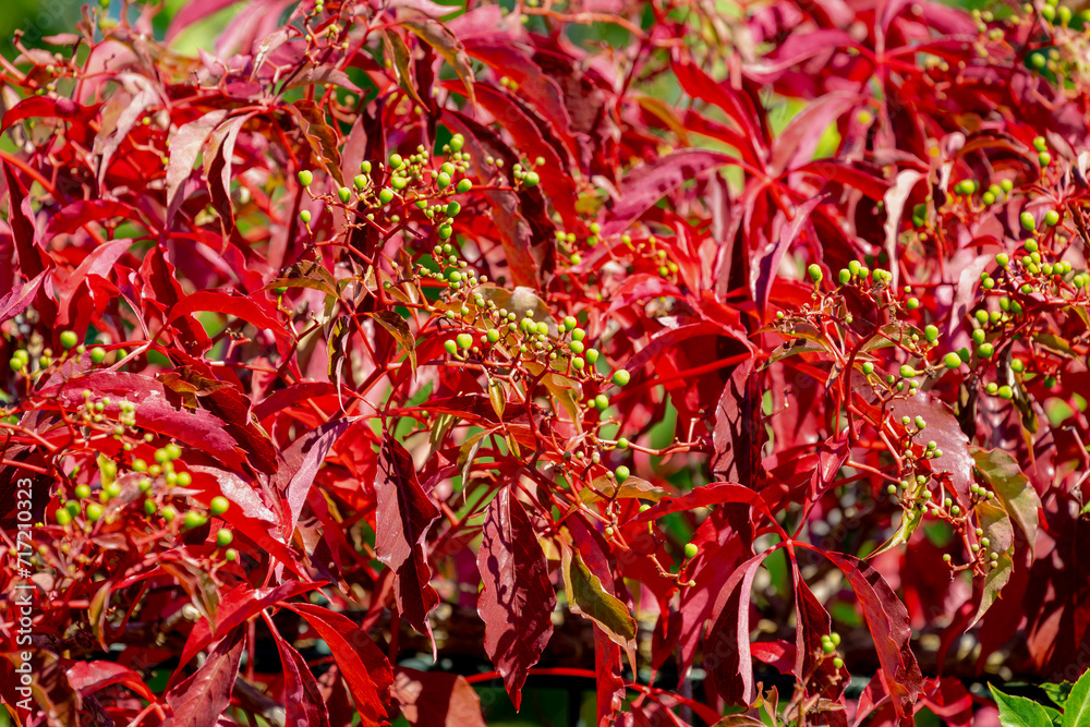 Colourful orange red leaves and fruits of Parthenocissus inserta with sunlight, Virginia creeper is a species of flowering plant in the grape family Vitaceae, Leafs pattern, Nature autumn background.