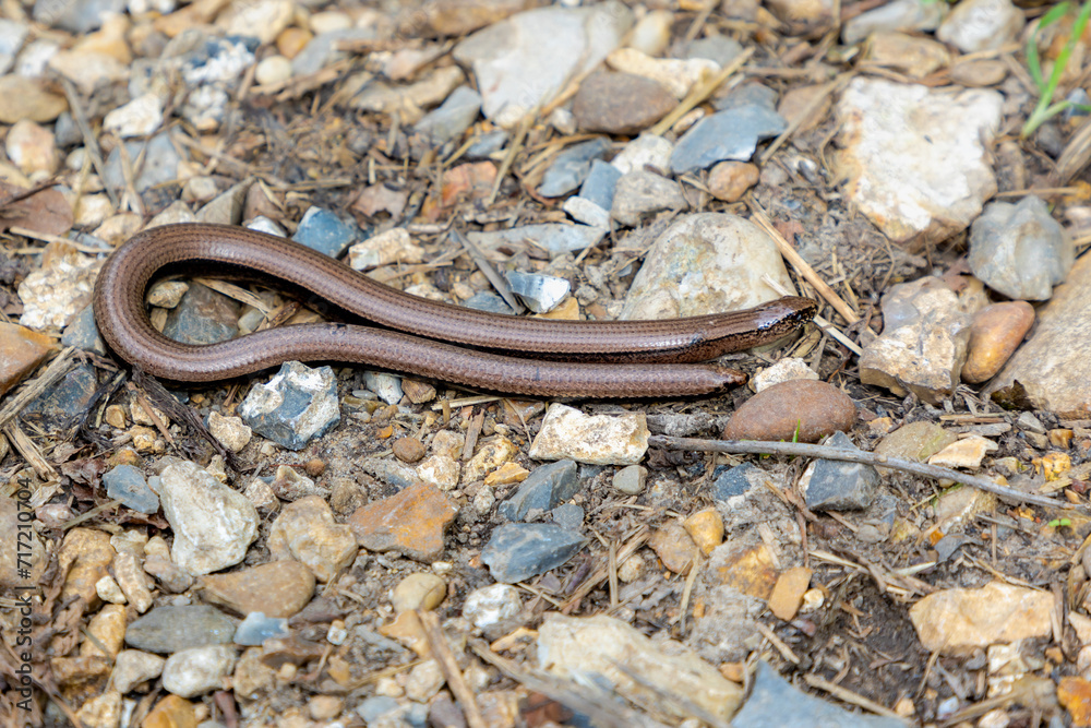 Selective focus of small legless lizard in its natural habitat
slithering on the ground, The slow worm is a reptile native to western Eurasia, It is also called a Deaf adder, Blindworm or Regionally. Selective focus of small legless lizard in its natural habitat
slithering on the ground, The slow worm is a reptile native to western Eurasia, It is also called a Deaf adder, Blindworm or Regionally.