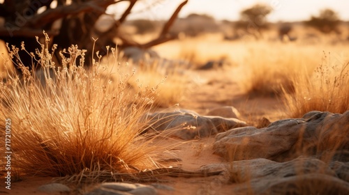 Warm Sunset Light Casting Shadows Over Sparse Grass in a Desert Landscape