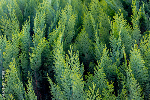 Green and yellow leaves of Chamaecyparis lawsoniana in garden, Port Orford cedar or Lawson cypress is a species of conifer in the genus Chamaecyparis, Family Cupressaceae, Nature greenery background.