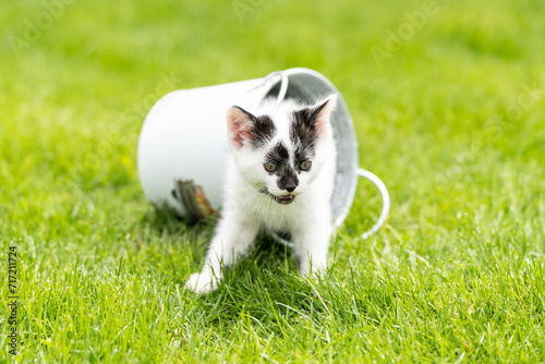 Little white kitten with black spots in the water bucket