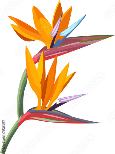 tropical flower. Strelitzia orange tropical flower. Exotic tropical Strelitzia flower or bird of paradise.realistic style, transparent, png, flat, cartoon