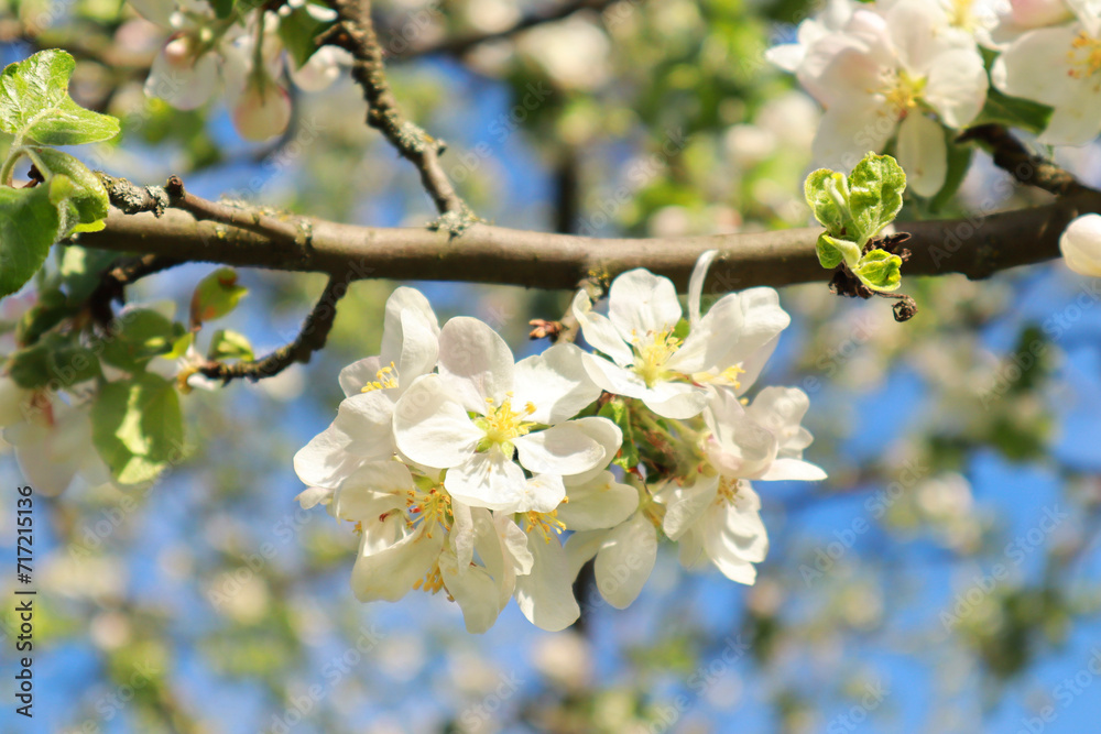 Close up view of white blooming apple tree in spring time Close up view of white blooming apple tree in spring time