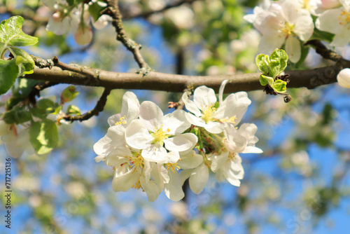  Close up view of white blooming apple tree in spring time