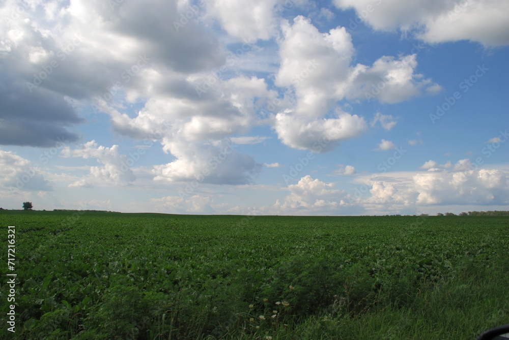 Obraz premium A sown field under the clouds. Under a light blue sky with white fluffy clouds there is a wide field with fodder crops. The green tops of growing plants are visible. field goes far into the distance.
