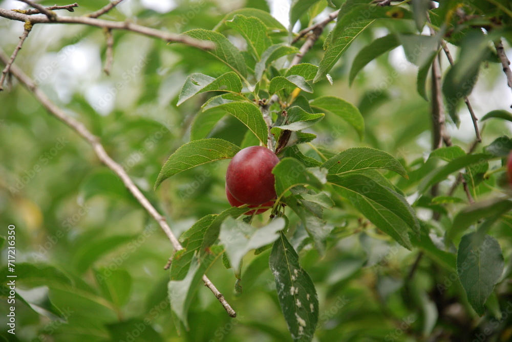 Ripening plum on the branches. On the curved brown branches of a plum tree, red-yellow oval-shaped fruits grow among green leaves. Some of the plums are already ripe, some are not yet.