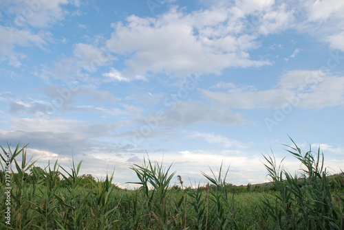 Clouds over the field. Steppes with hilly terrain. Below is a small field of corn, trees, bushes, flowers and herbs grow beyond the field. Above the ground there is a blue sky with white clouds.