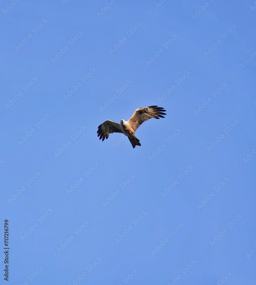 Obraz premium vulture in flight