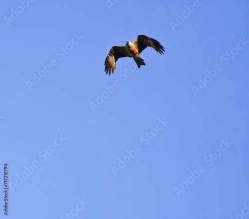 vulture in flight