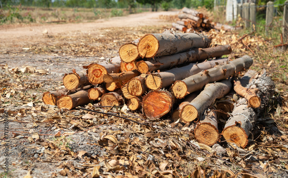 A pile of stacked firewood, prepared for heating the house, Firewood harvested for heating in winter, Chopped firewood on a stack, Firewood stacked and prepared for winter Pile of wood logs A pile of stacked firewood, prepared for heating the house, Firewood harvested for heating in winter, Chopped firewood on a stack, Firewood stacked and prepared for winter Pile of wood logs