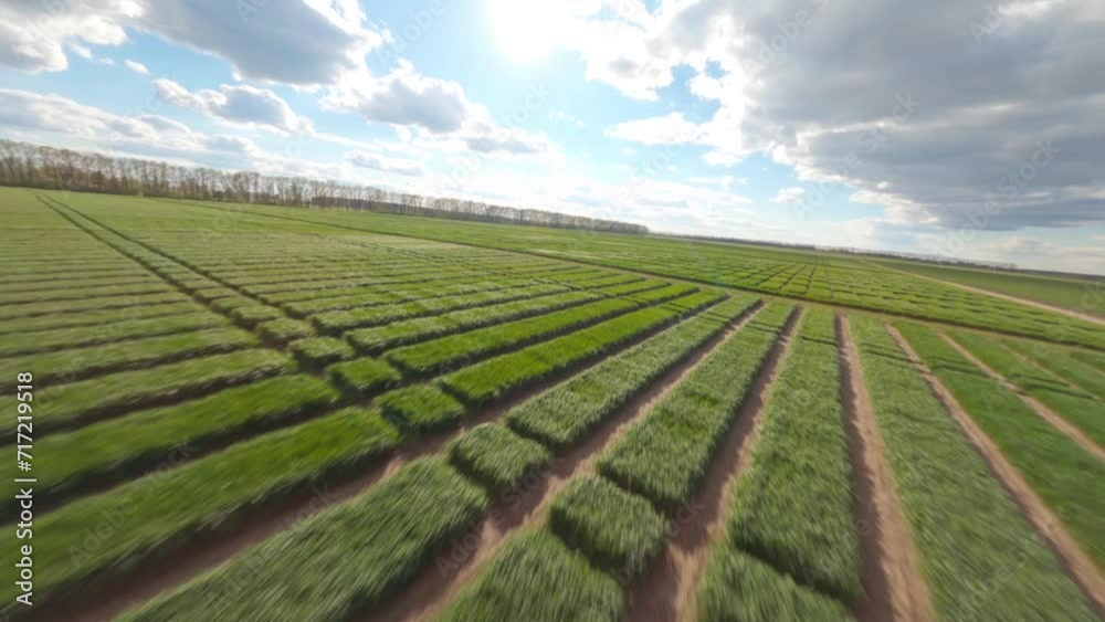 Field of Ukraine, cultivation of crops, young sprouts , food, Aerial view of green fields in spring. Beautiful spring rural landscape, Rural landscape, panorama, field in the rays of the summer sun Field of Ukraine, cultivation of crops, young sprouts , food, Aerial view of green fields in spring. Beautiful spring rural landscape, Rural landscape, panorama, field in the rays of the summer sun