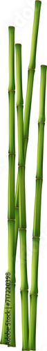 Bamboo with stalk  branch and leaves.Green bamboo grove. Banner design. illustration on transparent  png.realistic style