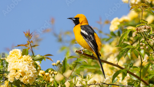 Φωτογραφία A hooded oriole sits on the branch of a bush full of small yellow Lady Banks roses with a clear blue summer sky in the background