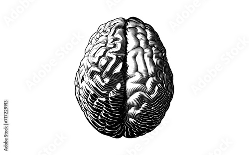 Monochrome hemispheres brain vintage drawing illustration on white BG