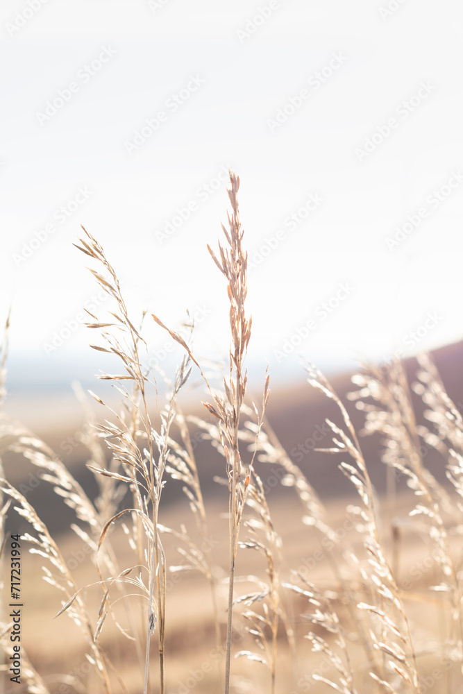 Fototapeta premium Ears of reed grass against the sky, selective focus, beautiful background