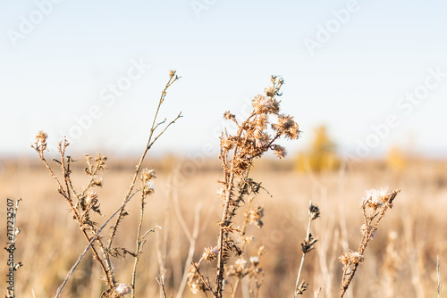 Dry thistle in a field against the sky, close-up, selective focus, golden natural background