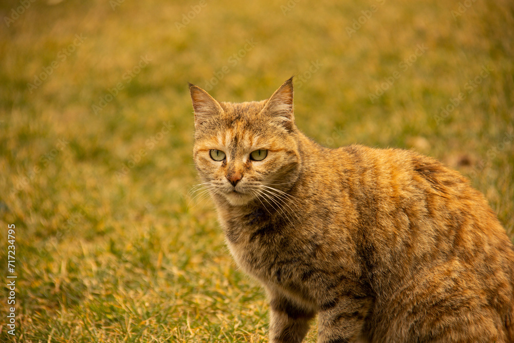 Portrait of a garfield cat in a park in Tehran, IRAN