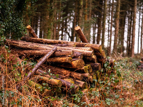 Pile of tree trunks in a dense forest. Selective focus. Firewood logs prepared for transportation.