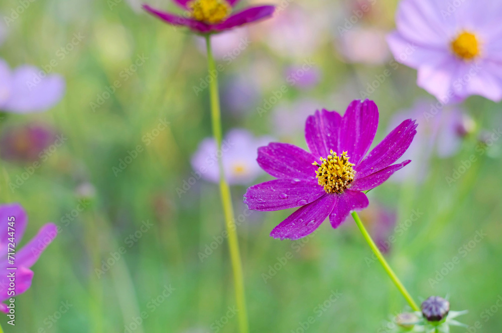 Blurred image of a purple cosmos flower against a green background. Blurred image of a purple cosmos flower against a green background.