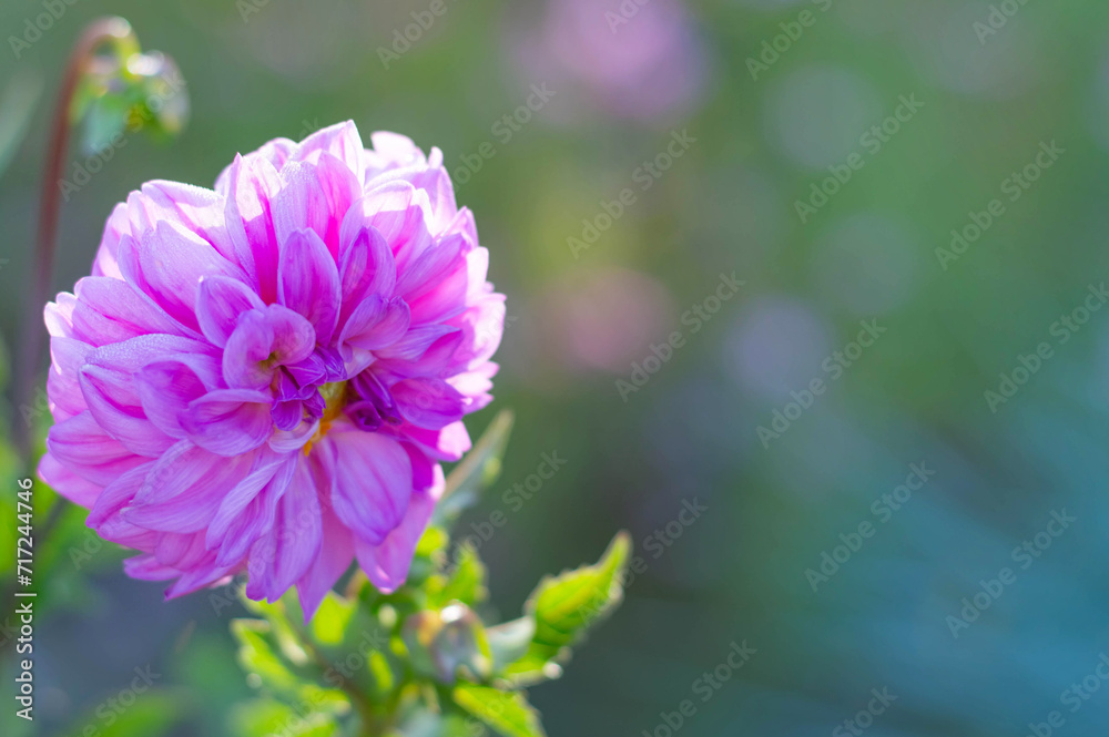 Obraz premium Blurred image of a pink purple dahlia against a green background.