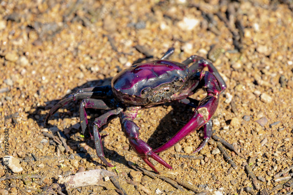 Selective focus of wild purple crab on the river or lake shore in its natural habitats, Insulamon palawanense or the Palawan purple crab is a species of freshwater crab, Living out naturally. Selective focus of wild purple crab on the river or lake shore in its natural habitats, Insulamon palawanense or the Palawan purple crab is a species of freshwater crab, Living out naturally.